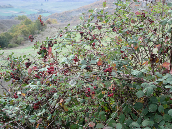 Не дозревшая ежевика. Не дозревшая ежевика.