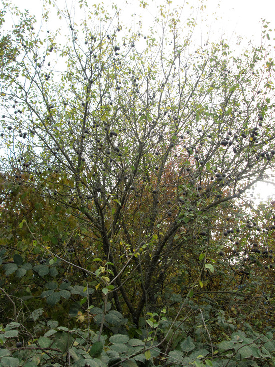 Ягоды... Ягоды...