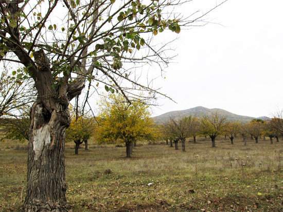А для этого тутового сада пока осень... А для этого тутового сада пока осень...