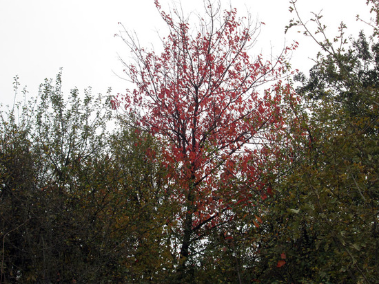 Дерево-модница. Дерево-модница.