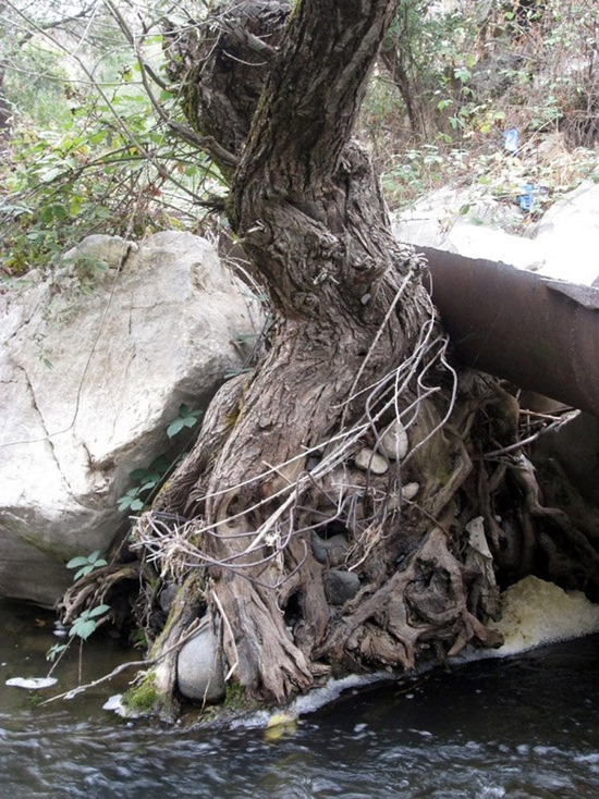 Каким-то образом это дерево умудряется выживать реке. Каким-то образом это дерево умудряется выживать реке.