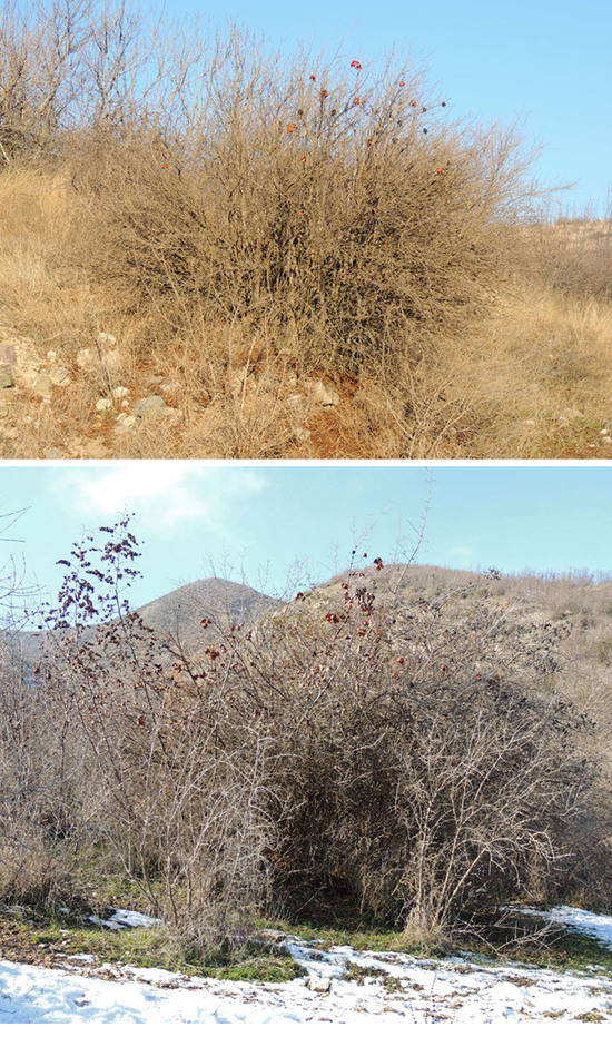 Дикие гранаты... Дикие гранаты...