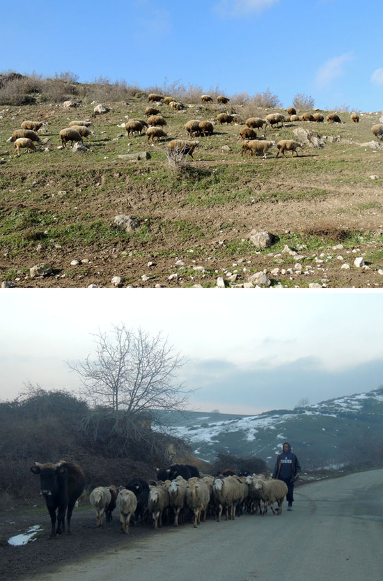 Барашки на выпасе... Пора отводить их домой - погода портится... Барашки на выпасе... Пора отводить их домой - погода портится...