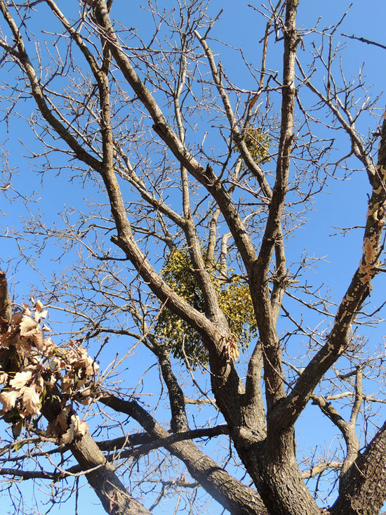 В такой холод, на этом дереве что-то зелёное растёт. В такой холод, на этом дереве что-то зелёное растёт.