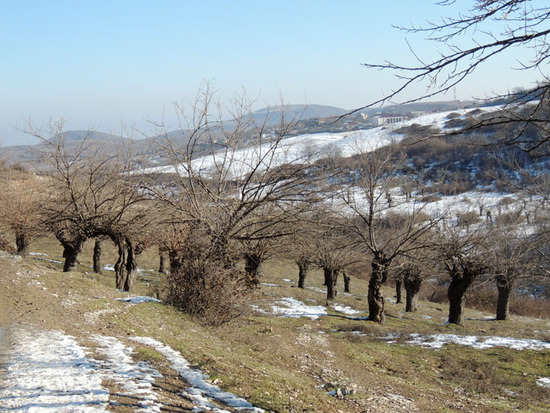 Тутовый сад. с.Аци. Тутовый сад. с.Аци.