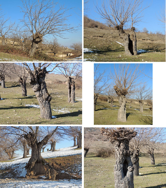 Сказочные деревья... Сказочные деревья...