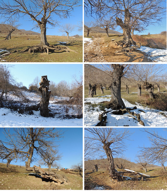 Диковинные... Диковинные...