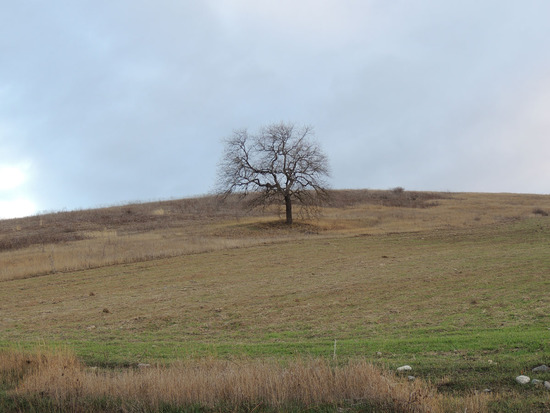 На каждом поле есть такие одиночные деревья, чтобы можно было бы укрыться от солнца и отдохнуть тем, кто работает в поле. На каждом поле есть такие одиночные деревья, чтобы можно было бы укрыться от солнца и отдохнуть тем, кто работает в поле.