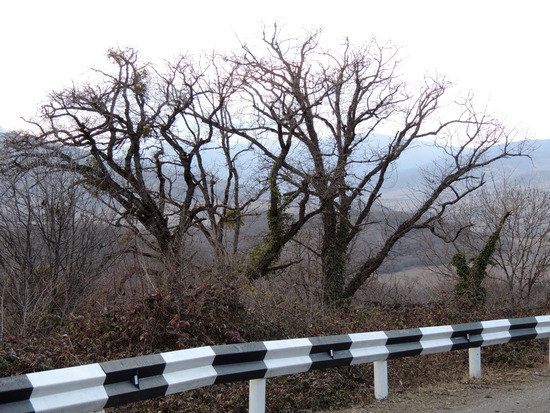 Я, эти деревья назвал мохнатыми.:) Я, эти деревья назвал мохнатыми.:)