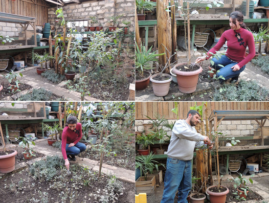 Парник. Такуи работатет, Давид ей помогает. Парник. Такуи работатет, Давид ей помогает.