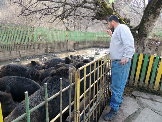 Давид делает замечание диким кабанам, а потом заходит к ним... Давид делает замечание диким кабанам, а потом заходит к ним...