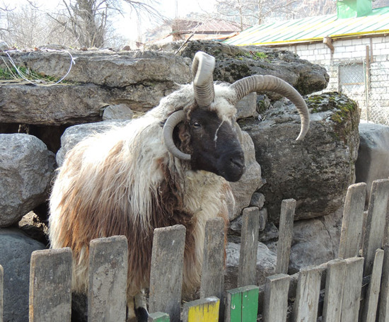 Дикий баран с четырьмя рогами. Дикий баран с четырьмя рогами.