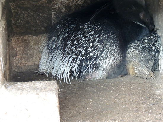 Дикобраз. Дикобраз.