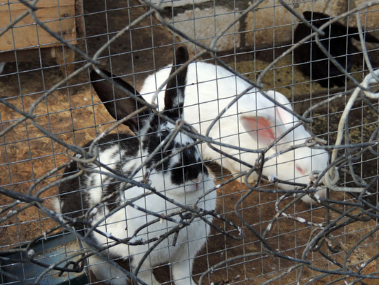 Кролики-великаны. Кролики-великаны.