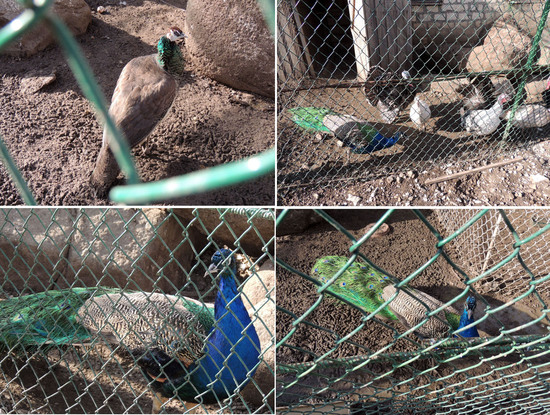 Павлины, но и индейки с ними прижились. Павлины, но и индейки с ними прижились.