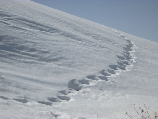 Следы... Следы...