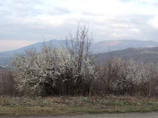 По дороге в Шуши. Дикие плодовые деревья уже расцвели. По дороге в Шуши. Дикие плодовые деревья уже расцвели.
