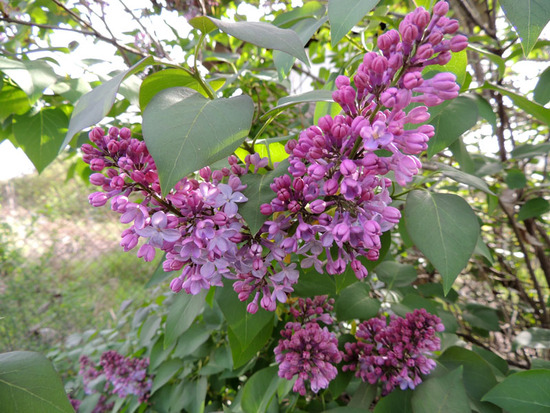 Первое, что я увидел - это была пышная Сирень... Первое, что я увидел - это была пышная Сирень...