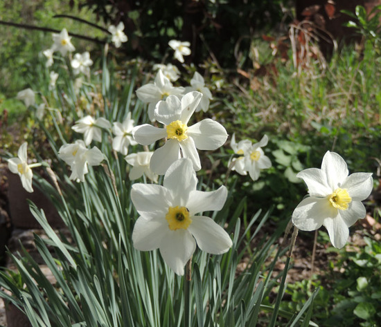 Нарциссы. Нарциссы.