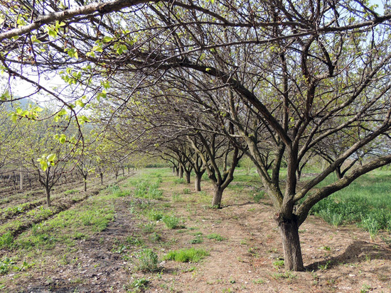 Абрикосовые деревья (справа). Абрикосовые деревья (справа).