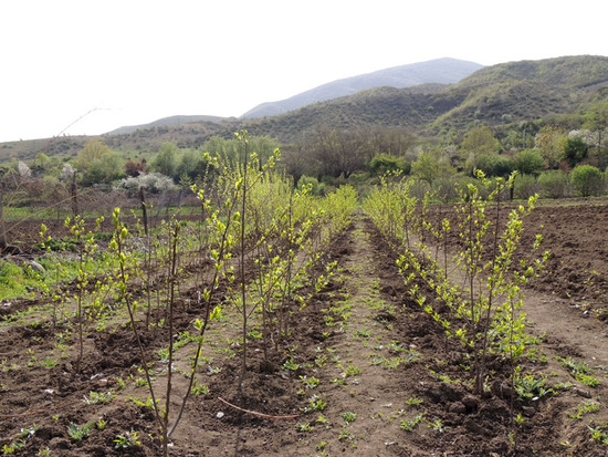 Саженцы дикой хурмы. Саженцы дикой хурмы.