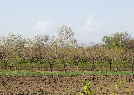 Корольки. Корольки.