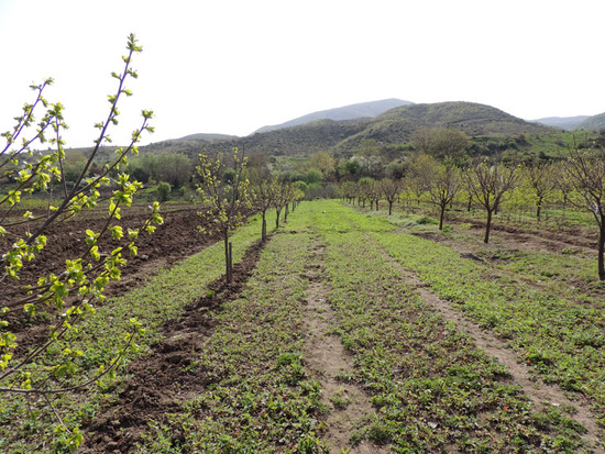 Надел с клубникой. Надел с клубникой.