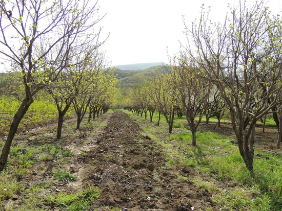 Корольковый сад, деревья уже плодоносят. Корольковый сад, деревья уже плодоносят.