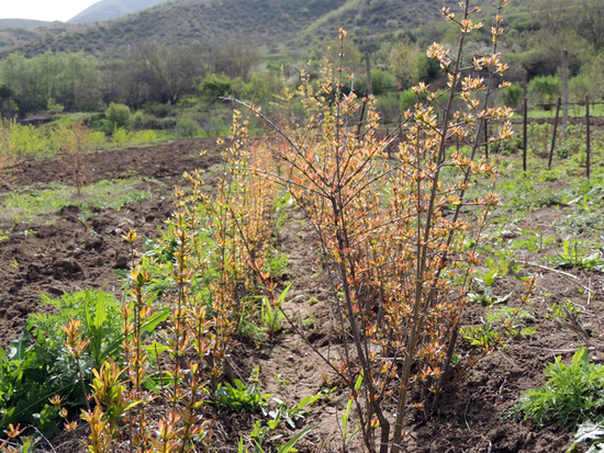 Саженцы граната. Саженцы граната.