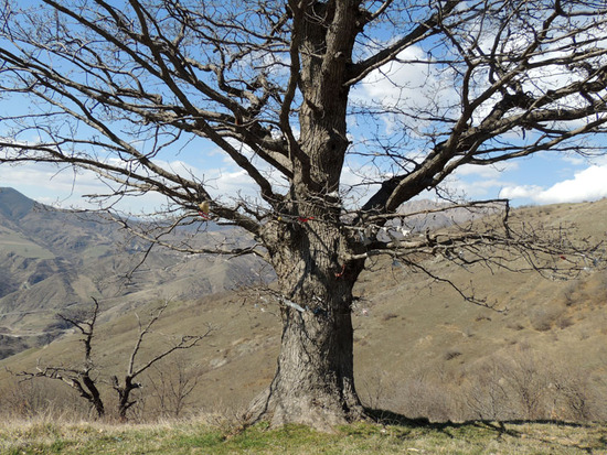 До сих пор существует поверье, что надо к ветке дерева привязать ленточку, чтобы желание сбылось... До сих пор существует поверье, что надо к ветке дерева привязать ленточку, чтобы желание сбылось...