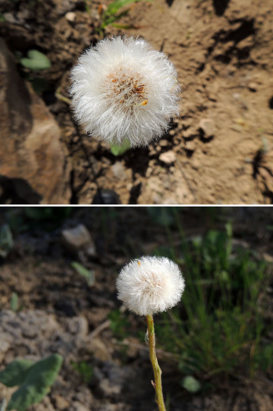 Одуванчики. Одуванчики.