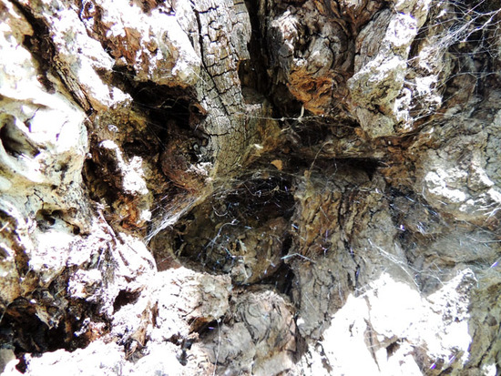 Паутина на коре тутового дерева. Паутина на коре тутового дерева.