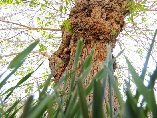 тутовое дерево. тутовое дерево.