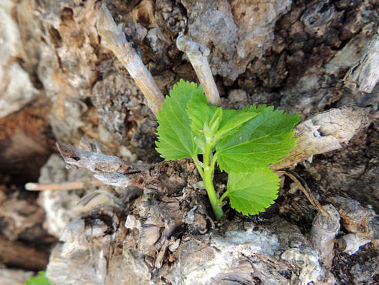 Новыая жизнь... Новыая жизнь...