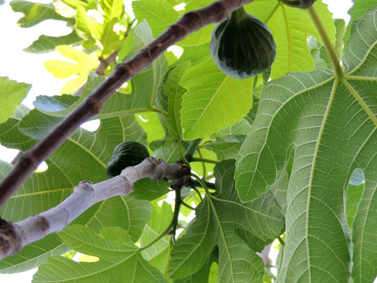 Инжир. Инжир.