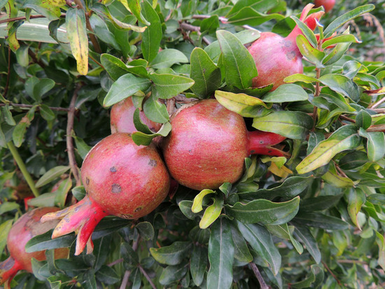 Почти созревшие гранаты. Почти созревшие гранаты.