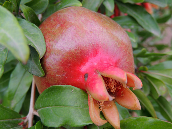 А этот гранат, хоть сейчас можно сорвать и...) А этот гранат, хоть сейчас можно сорвать и...)