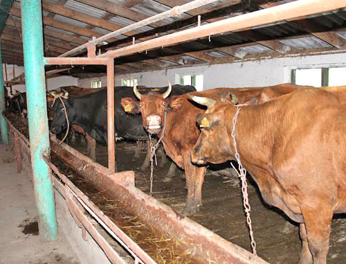 Коровы. Северная Осетия, май 2014 г. Фото Эммы Марзоевой для "Кавказского узла"