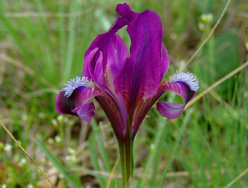Ирис карликовый. Бекетовка, 2010 год. Фото Вадима Сагалаева