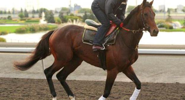 Скакун Михаил Глинка, принадлежащий Рамзану Кадырову, на Pattison Canadian International Stakes. Канада, Вудбайн, 16 октября 2011 г. Фото: www.woodbineentertainment.com