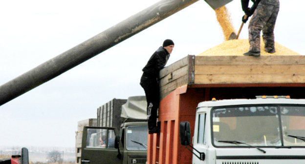 Уборка кукурузы в Правобережном районе Северной Осетии, октябрь 2011 г. Фото Дмитрия Тамерланова для "Кавказского узла"