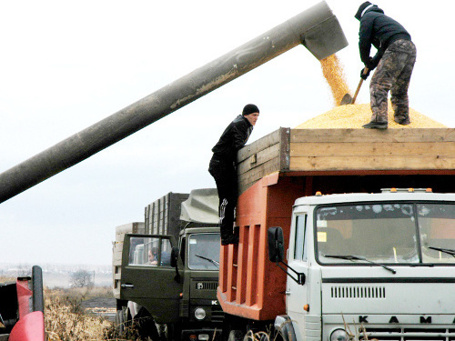 Уборка кукурузы в Правобережном районе Северной Осетии, октябрь 2011 г. Фото Дмитрия Тамерланова для "Кавказского узла"