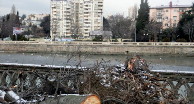 Срубленные каштаны на набережной Сочи. 10 февраля 2012 г. Фото Светланы Кравченко для "Кавказского узла"