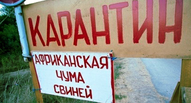 Объявление о карантине из-за африканской чумы свиней в Краснодарском крае. Фото: Юрий Гречко/Югополис, http://www.yugopolis.ru Объявление о карантине из-за африканской чумы свиней в Краснодарском крае. Фото: Юрий Гречко/Югополис, http://www.yugopolis.ru