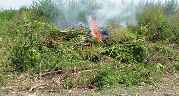 Уничтожение дикорастущей конопли в рамках межведомственной оперативно-профилактической операции "МАК-2012" на окраине села Катыр-Юрт Ачхой-Мартановского района Чечни. Фото: http://gakskfo.ufsknsk.ru