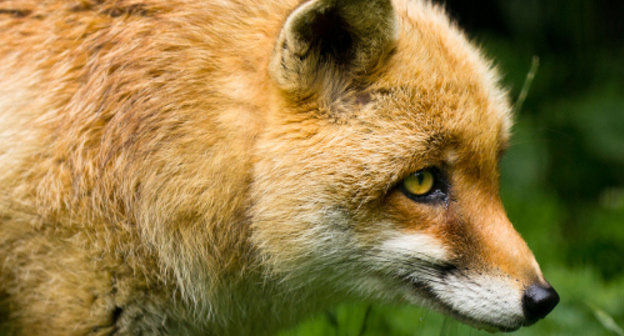Лисица. Фото: Cloudtail, http://www.flickr.com/photos/blacktigersdream Лисица. Фото: Cloudtail, http://www.flickr.com/photos/blacktigersdream
