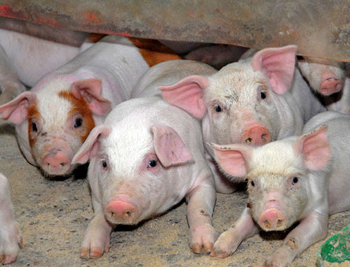 Свиньи. Фото: Иван Журавлев/Югополис Свиньи. Фото: Иван Журавлев/Югополис