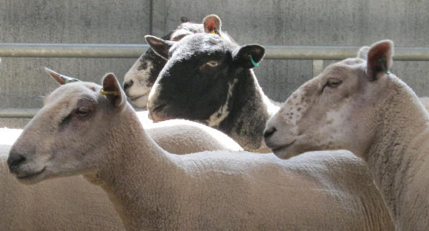 Здоровые овцы. Фото: Nottingham Vet School, http://www.flickr.com/photos/nottinghamvets Здоровые овцы. Фото: Nottingham Vet School, http://www.flickr.com/photos/nottinghamvets