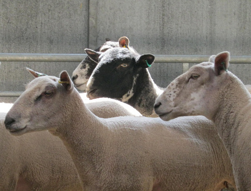 Здоровые овцы. Фото: Nottingham Vet School, http://www.flickr.com/photos/nottinghamvets Здоровые овцы. Фото: Nottingham Vet School, http://www.flickr.com/photos/nottinghamvets