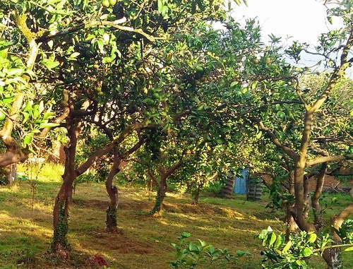 Мандариновые деревья в частном саду. Махинджаури, Аджария. Октябрь 2013 г. Фото Юлии Кашеты для "Кавказского узла"
Мандариновые деревья в частном саду. Махинджаури, Аджария. Октябрь 2013 г. Фото Юлии Кашеты для "Кавказского узла"